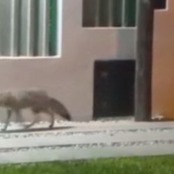 El animal fue filmado en las calles de Los Hornos.