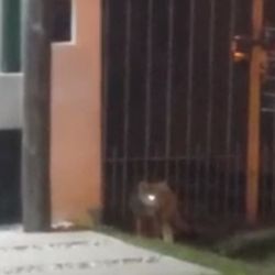 El zorro fue visto paseando por la zona de las calles 69 y 139, en Los Hornos.
