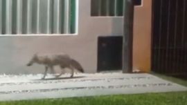 El animal fue filmado en las calles de Los Hornos.