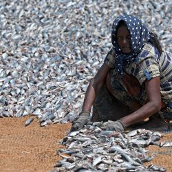 Un trabajador seca el pescado en un puerto pesquero de Negombo, Sri Lanka. | Foto:ISHARA S. KODIKARA / AFP