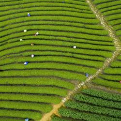 Vista aérea de agricultores recolectando hojas de té durante la fecha de Chunfen, en Yuyao, en la provincia de Zhejiang, en el este de China. Chunfen, o equinoccio de primavera, es una fecha importante para los agricultores chinos. No solo es uno de los 24 términos solares en el calendario lunar chino que refleja cambios en las estaciones, sino que también señala el inicio de uno de los períodos de agricultura más concurridos del año. | Foto:Xinhua/Zhang Hui