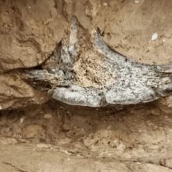 Los restos fósiles hallados podrìan ser parte de la columna vertebral de un toxodon.