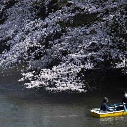 La gente fila un bote con cerezos completamente florecientes en Tokio.  | Foto:AFP