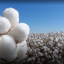 Sequía en Estados Unidos afecta precios del algodón e industria textil