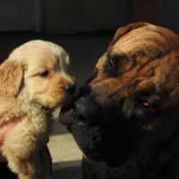 Durban Dogs