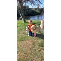 Durban Dogs