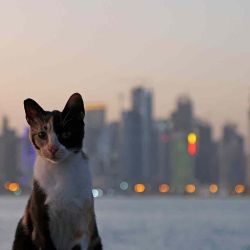 Un gato en la cornisa de Doha en la capital de Qatar. | Foto:AFP