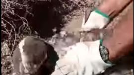 El pingüino adulto quedó enganchado por una tanza que rodeaba su cuerpo.