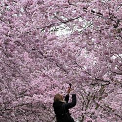 Una mujer toma fotos de las ramas de los cerezos en flor en el Parque Olímpico de Múnich, en el sur de Alemania. AFP | Foto:AFP