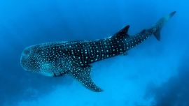 Se analizaron comportamientos asociados con el sueño tales como el estado de los ojos.