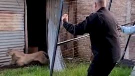 El puma se encontraba caminando sin rumo por las calles de un barrio de Casilda.