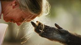 Jane Goodall