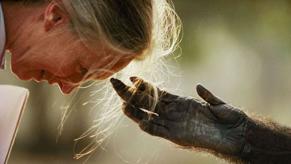 Quién fue Jane Goodall, la conservacionista que halló su hogar entre  chimpancés y revolucionó la ciencia | Perfil