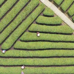 Vista aérea de agricultores recolectando hojas de té en un jardín de té, en Yuyao, en la provincia de Zhejiang, en el este de China. | Foto:Xinhua/Zhang Hui