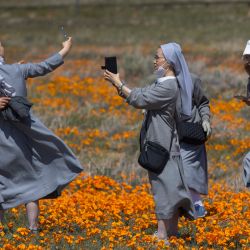 La gente camina en un campo de amapolas de California y otras flores silvestres, cerca de Lancaster, California. | Foto:DAVID MCNEW / AFP