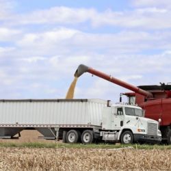Transporte de granos