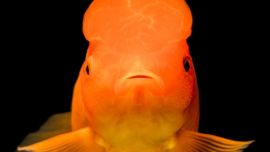 El dorado gigante es capaz de sobrevivir en condiciones muy extremas.