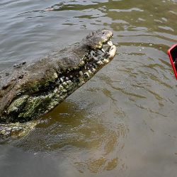 Jason Vargas, guía turístico de cocodrilos, toma una foto de un cocodrilo americano (Crocodylus acutus) durante un tour en el río Tárcoles, municipio de Garabito, Costa Rica. | Foto:LUIS ACOSTA / AFP