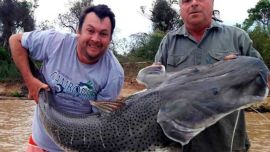 La pesca fue con señuelo en la piedra del planchón.