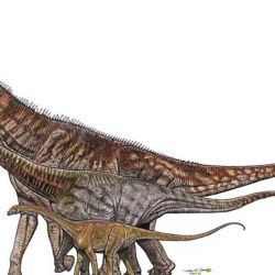 Los titanosaurios incluyen las especies de dinosaurios que habitaron la tierra.