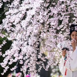 Una mujer posa para las fotos delante de un árbol de cerezo en flor en el Cementerio Nacional de Seúl. | Foto:ANTHONY WALLACE / AFP