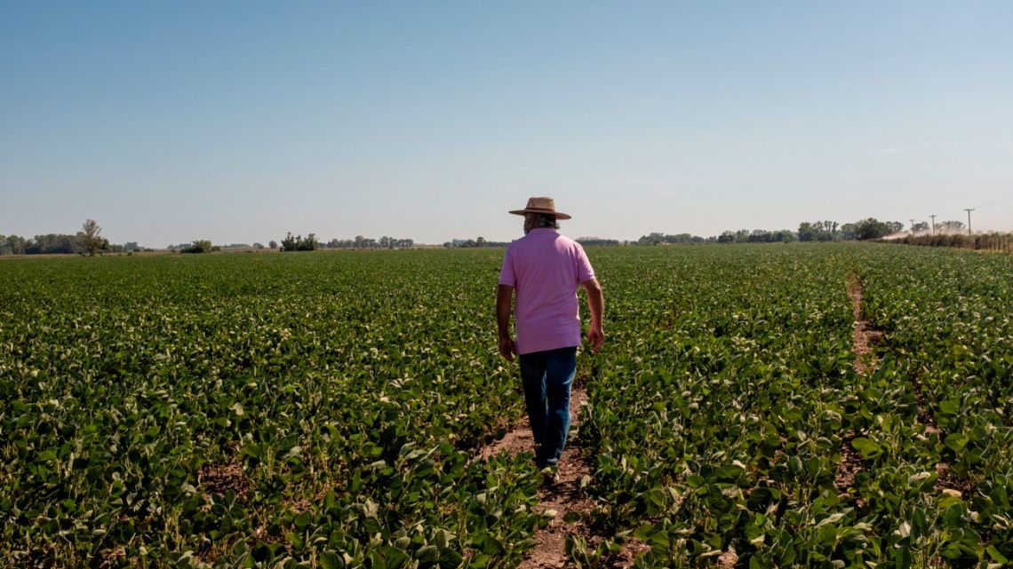 A farmer walks through a soybean field during a heatwave in San Antonio de Areco, Buenos Aires Province.