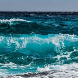 Los investigadores temen que el cambio climático afecte severamente  la interacción de los animales que habitan en los océanos