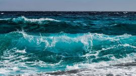 Los investigadores temen que el cambio climático afecte severamente la interacción de los animales que habitan en los océanos