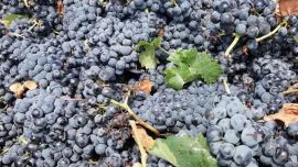 Un trabajador cayó en una moledora de uva en una bodega de Luján de Cuyo