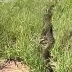 La anaconda amarilla tenía entre 3 y 3 metros y medio de largo.