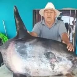 Por su gran tamaño, en un primer momento, el pescador creyó que se trataba de un extraño tiburón.