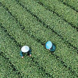 Vista aérea de agricultores recolectando hojas de té en un jardín de té, en Hangzhou, en el este de China. Tradicionalmente, los chinos valoran el té elaborado a partir de los primeros brotes de té en primavera, que deben ser recolectados antes del Festival de Qingming. | Foto:Xinhua/Long Wei