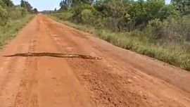 Es una especie carnívora, que se alimenta mayormente de anfibios y aves.