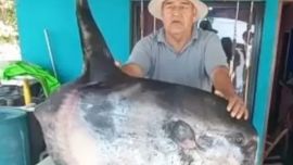 Por su gran tamaño, en un primer momento, el pescador creyó que se trataba de un extraño tiburón.