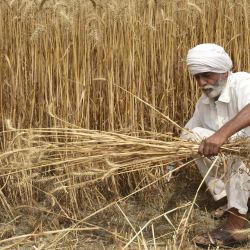 Un agricultor recoge la cosecha de trigo en un campo en las afueras de Amritsar, India. | Foto:NARINDER NANU / AFP