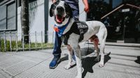 Jubilan al perro Falopa de la división K9 de la policía de Jujuy 20220412