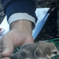 Fueron capturados gracias a 28 cámaras trampas con sebos de banana y manzana para atrapar con vida a animales. 