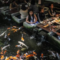 Los comensales observan a las carpas nadando en un restaurante temático de peces en Chiang Mai, Tailandia. | Foto:JACK TAYLOR / AFP