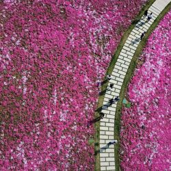 Vista aérea de personas observando flores en Jinan, en la provincia de Shandong, en el este de China. | Foto:Xinhua/Xu Suhui