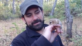 Se trata de una especie desconocida de este pequeño marsupial.