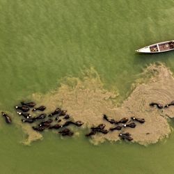 Esta imagen muestra una vista aérea de una manada de búfalos nadando juntos junto a un barco de pesca en la vía fluvial de Shatt al-Arab, al norte de la ciudad meridional iraquí de Basora. | Foto:HUSSEIN FALEH / AFP