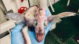 Fue identificado como una quimera, un pez cartilaginoso, también llamado "tiburón fantasma".