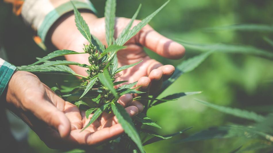 Cannabis 20220419