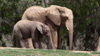 Zoologico de San Diego elefantes 20220421