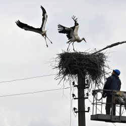 Un trabajador restaura una línea eléctrica junto a una pareja de cigüeñas que anidan, en la ciudad de Borodianka, al noroeste de Kiev, Ucrania. | Foto:SERGEI SUPINSKY / AFP