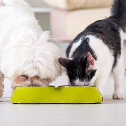 Cuál es el mejor alimento para las mascotas | Foto:Shutterstock