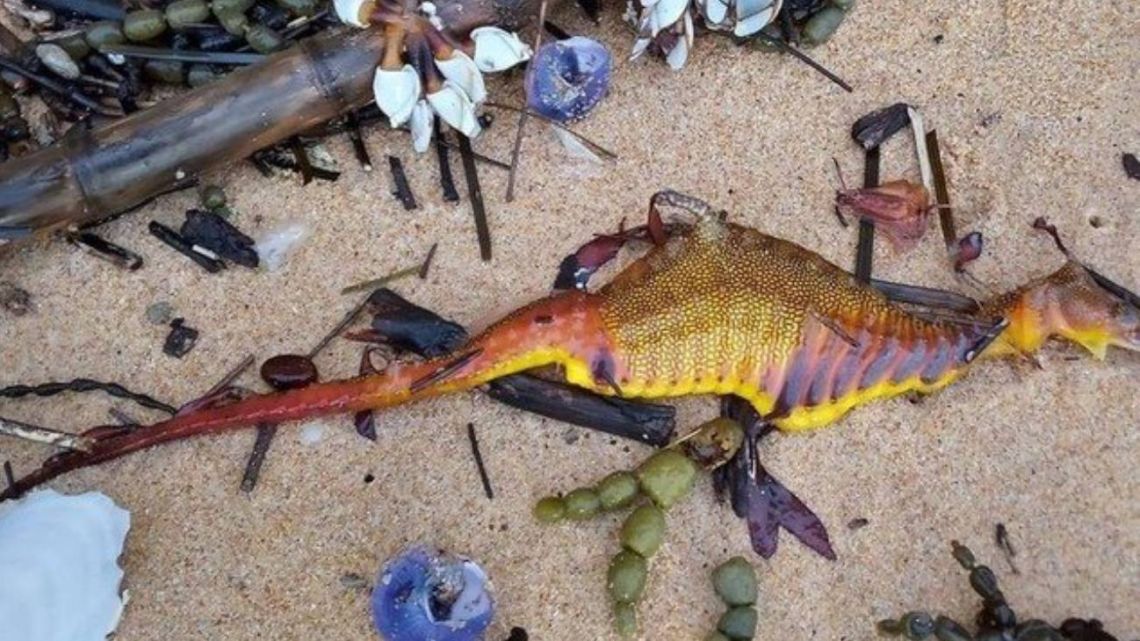 Sorpresa e mistero dei draghi marini apparsi morti sulla costa dell’Australia