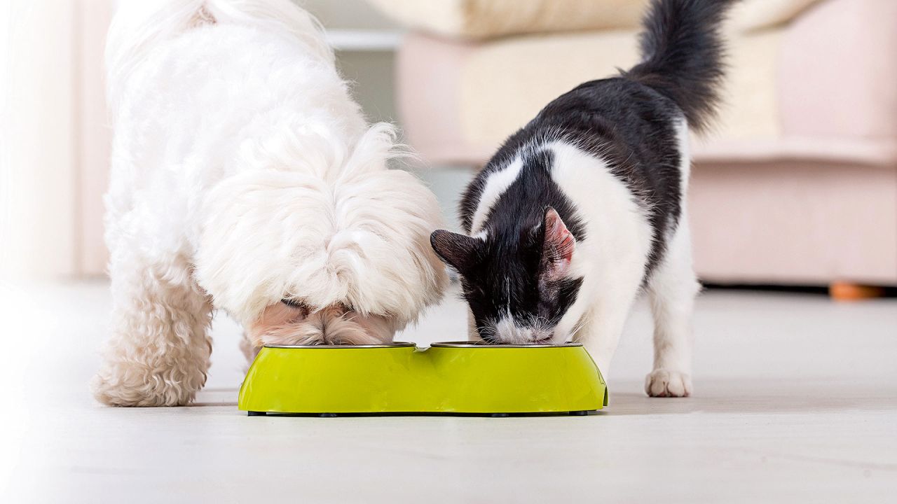 Cuál es el mejor alimento para las mascotas | Foto:Shutterstock