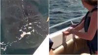 2204_tiburón ballena
