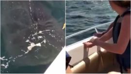 El gigantesco pez sorprendió a los desprevenidos turistas.